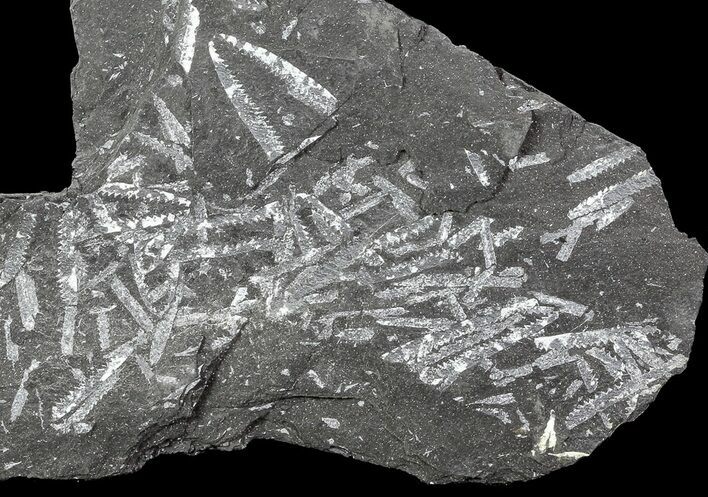 Fossil Graptolites (Didymograptus) - Great Britain #68011